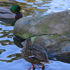 фото "The ducks"