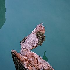 photo "A Heart Of The Tree"