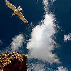 photo "The wanderer of the Sky and Sea"