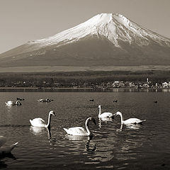 photo "Swan Party"