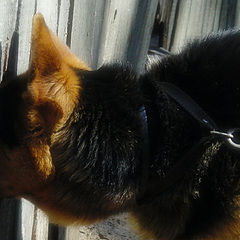 фото "chat"