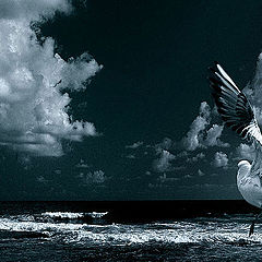 photo "THE SEAGULL"