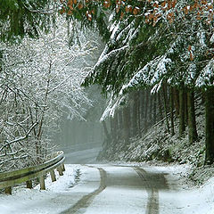 photo "Tracks in the snow"