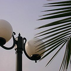 фото "Lamp with palm tree"