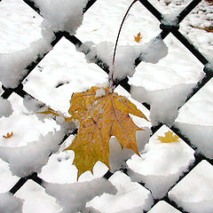 photo "Last yellow leaf"