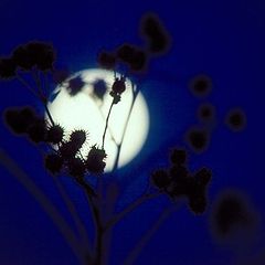 фото "full moon"