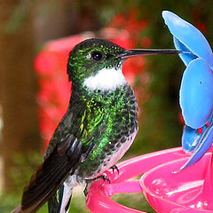 photo "Monte Verde Hummingbird II"