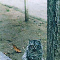 photo "One-forelegged cat"