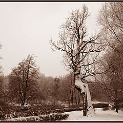 photo "Tree with a back hollow"