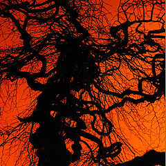фото "blood vessels"