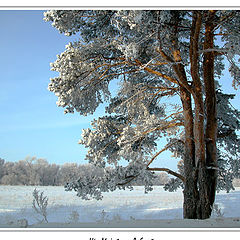 photo "His Majesty - a Frost"