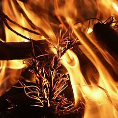 photo "Fire Dances - Pine"