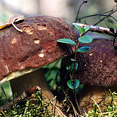 photo "Mushroom it is time"