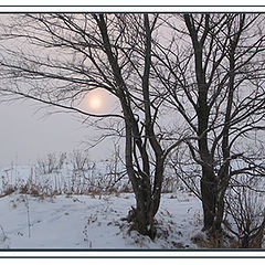 фото "Ловушка"