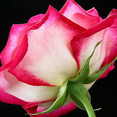 фото "Rose"