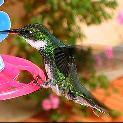 photo "Monte Verde Hummingbird IV"