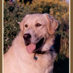 фото "My Dog"