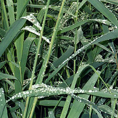 photo "Dew on a sedge"