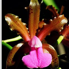 photo "Cattleya bicolor"