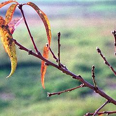 фото "Autumn"