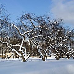 photo "Apple-trees Московскием winter"