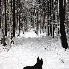 photo "Forest"