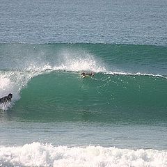 photo "Surf"