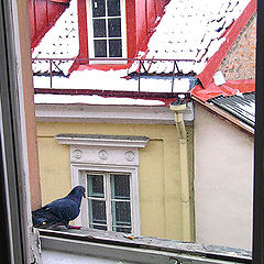 photo "Snow was falling and dove didn`t know if he should"
