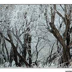 photo "White maples"