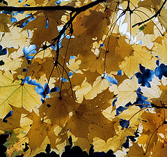 photo "Autumn leaves"