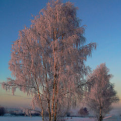 фото "Омытые зарёй"