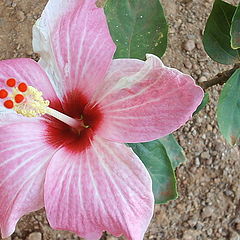 photo "Indian flower"