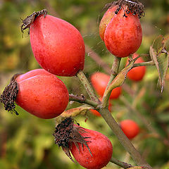 фото "Шиповник"