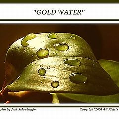 photo "Golden Water"