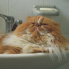 photo "cat....my cat :))"