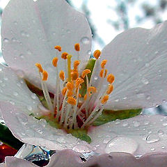 photo "February. Almond-tree flower."