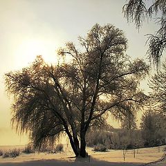 фото ""Золотая" лыжня."