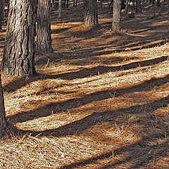 photo "Simple Paths"