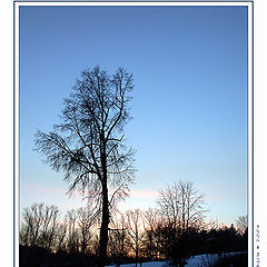 photo "Winter-2004. Etude3"