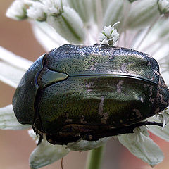 photo "big beetle"