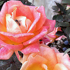 фото "Rose"