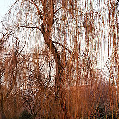 photo "Rusty season..."