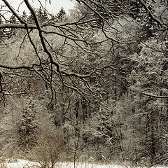 photo "Snow&ice"