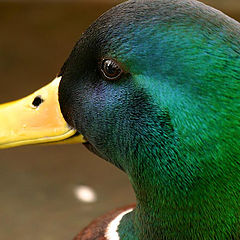 photo "Duck"