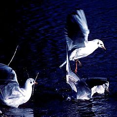 photo "Three gulls"
