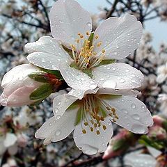 photo "February. Almond-tree flowers. 2"