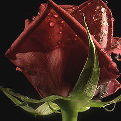 photo "The Rose"