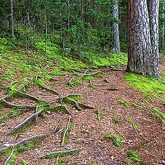 photo "Wood highway"