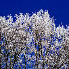 фото "winter in Ostend.1"