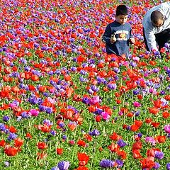 фото "Spring in Israel"